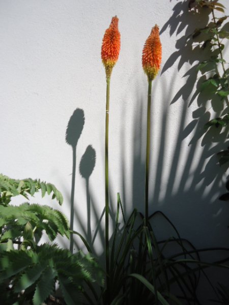 Kniphofia lineafolia
