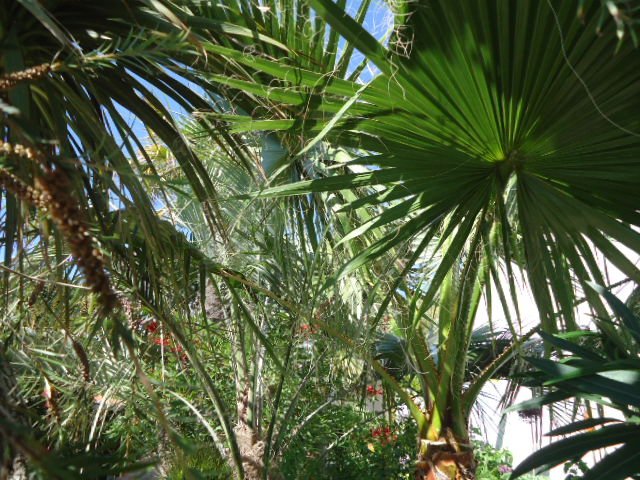 DSC00887.jpg