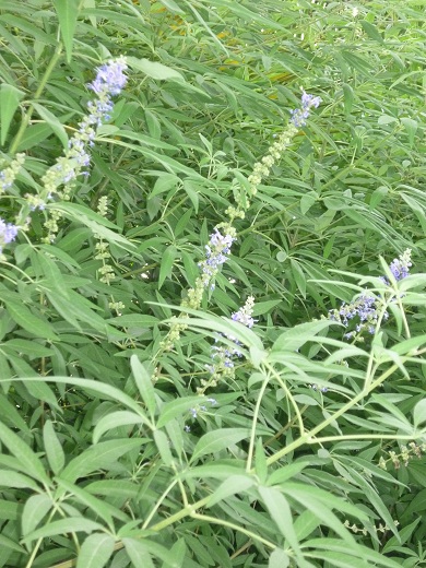 petite fleur bleuté
