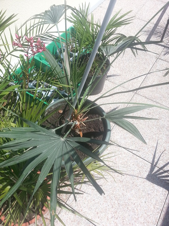 20120811_142343.jpg