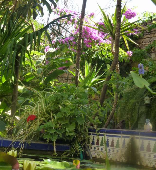 Bougainvillier 2012