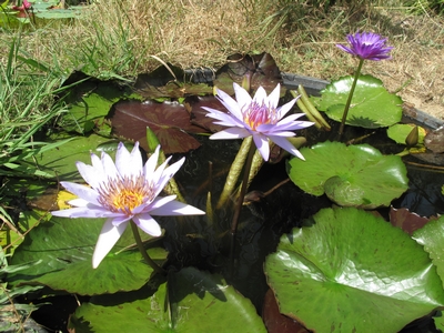 N.Bayou blue et Ultra Violet.jpg