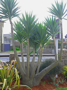 Yucca elephantipes &quot;jewel&quot; à Ploumanac'h.