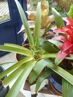 Rejet âgé de trois mois sur ananas bouturé ayant fructifié en septembre 2011.