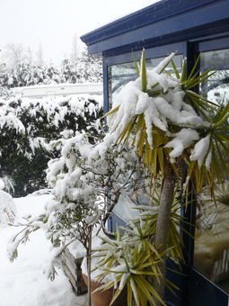 Yucca elephantipes sous la neige en décembre 2010.