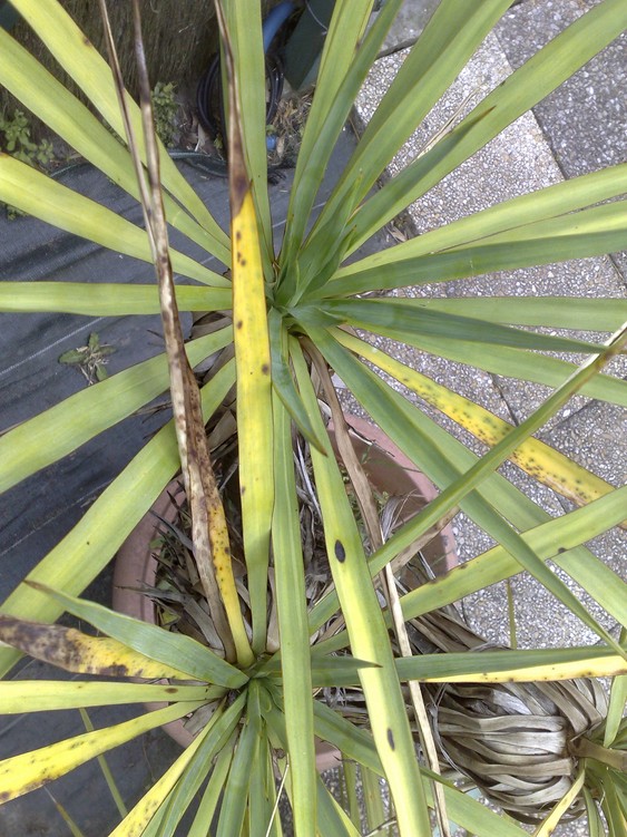 Yucca x 1.jpg