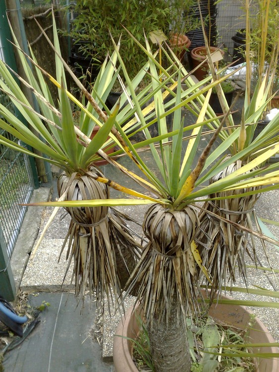 Yucca x 2.jpg