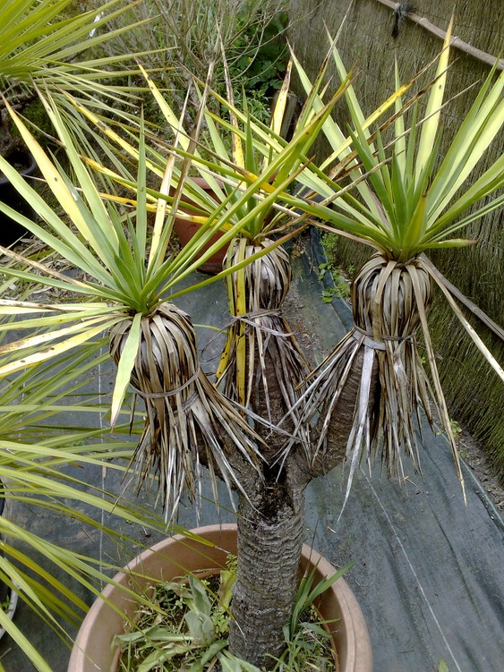 yucca x 3.jpg
