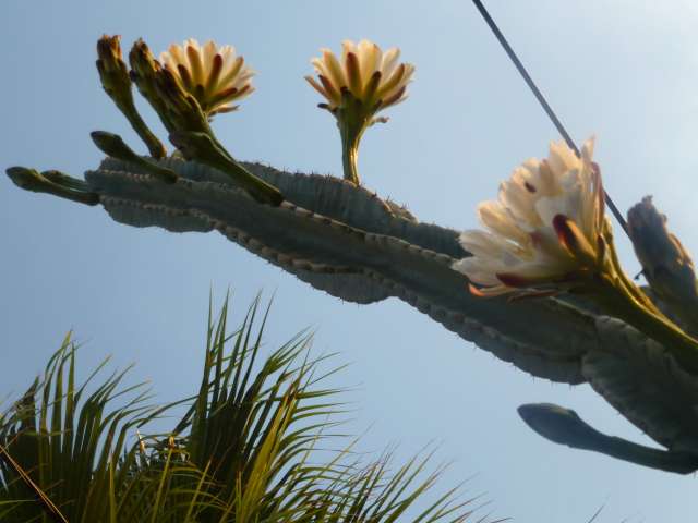 JARDIN 14 AOUT 2012 025_PhotoRedukto.jpg