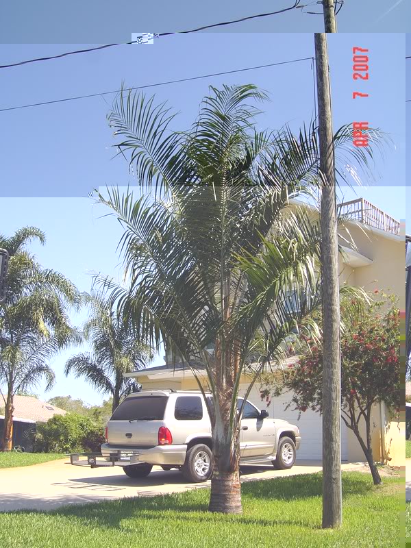 JUBUTYAGRUS TIM HOPPER USA FLORIDA SUITE.jpg