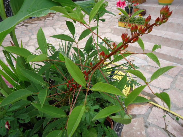 DSC00901 Erythrina crista-galli en pot de 2 ans.jpg