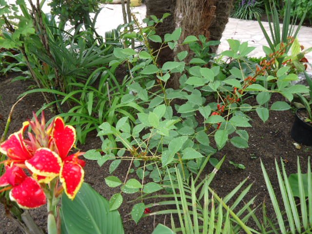 DSC00900 Erythrina crista-galli de 3 ans.jpg