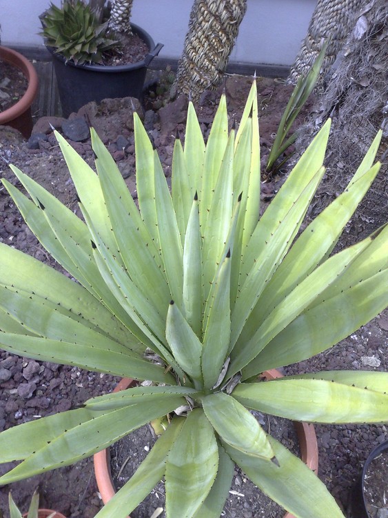 Aloe bleu 1.jpg