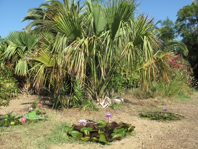 Coin tropical au soleil.jpg