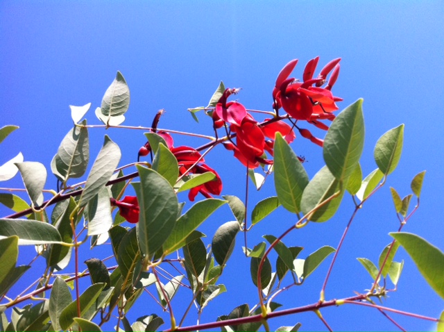 Erythrina crista galli.JPG