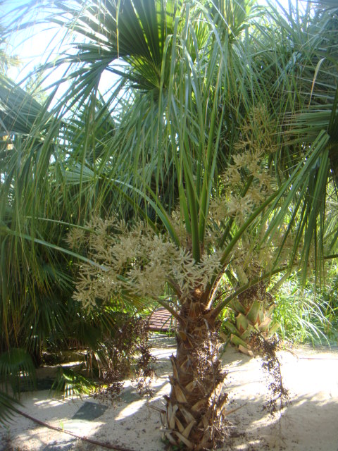 sabal yapa