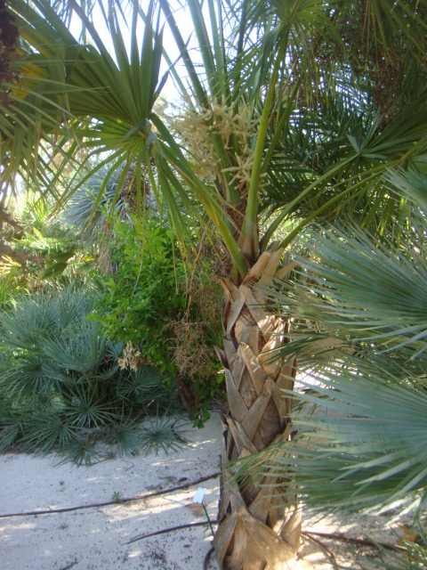 sabal palmetto