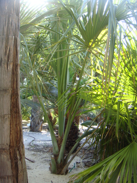 sabal uresana