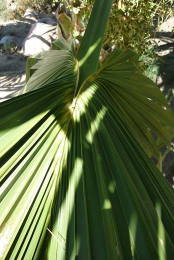 id sabal 1.jpg
