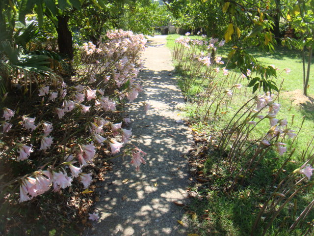 caryota 027.jpg