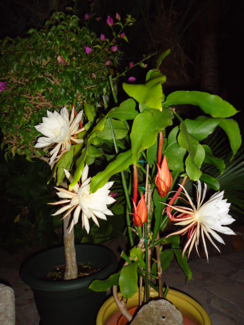 DSC00908.JPG