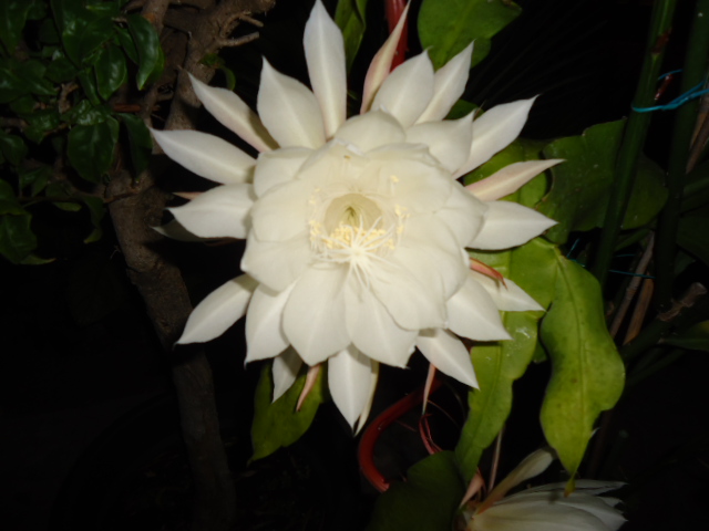 DSC00911.JPG