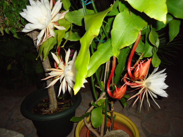 DSC00910.JPG