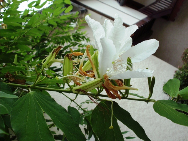HPIM0942.JPG