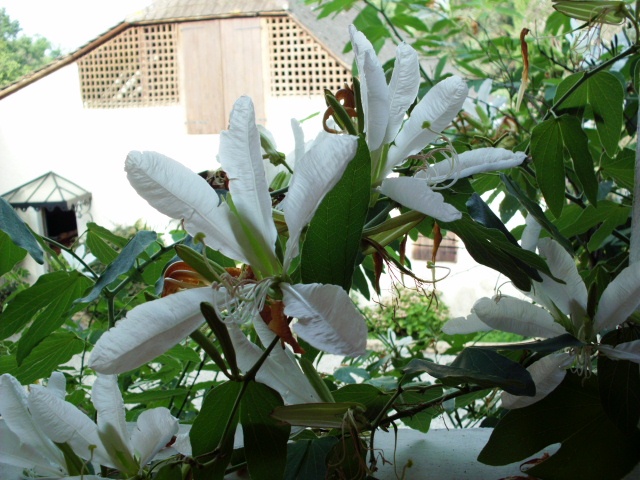 HPIM0941.JPG