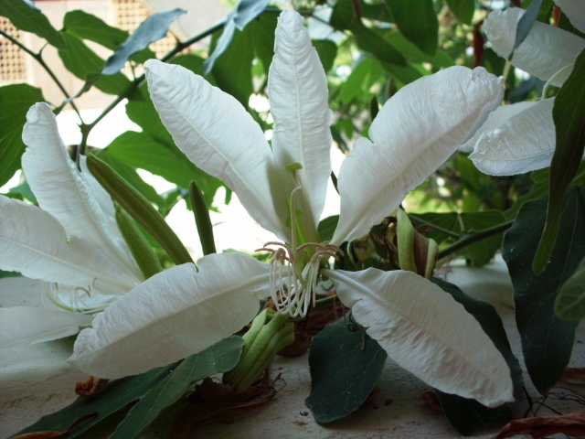 HPIM0940.JPG
