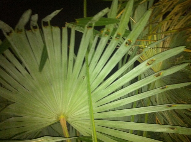 Trachycarpus papillon.JPG