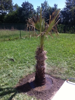 planter.JPG