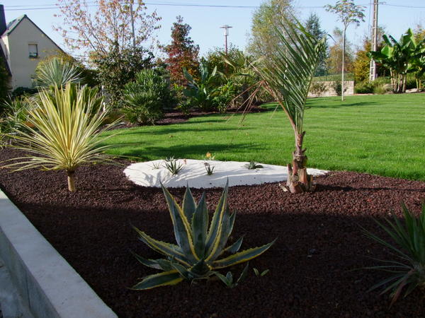 butia capitata pas en grande forme