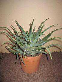 ALOE.jpg