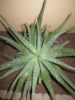 ALOE1.jpg
