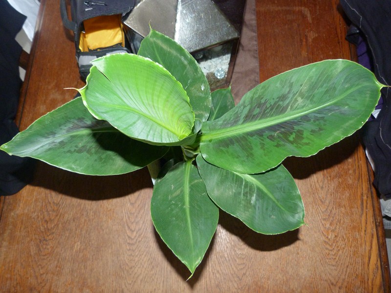 P1090608 (Copier).JPG
