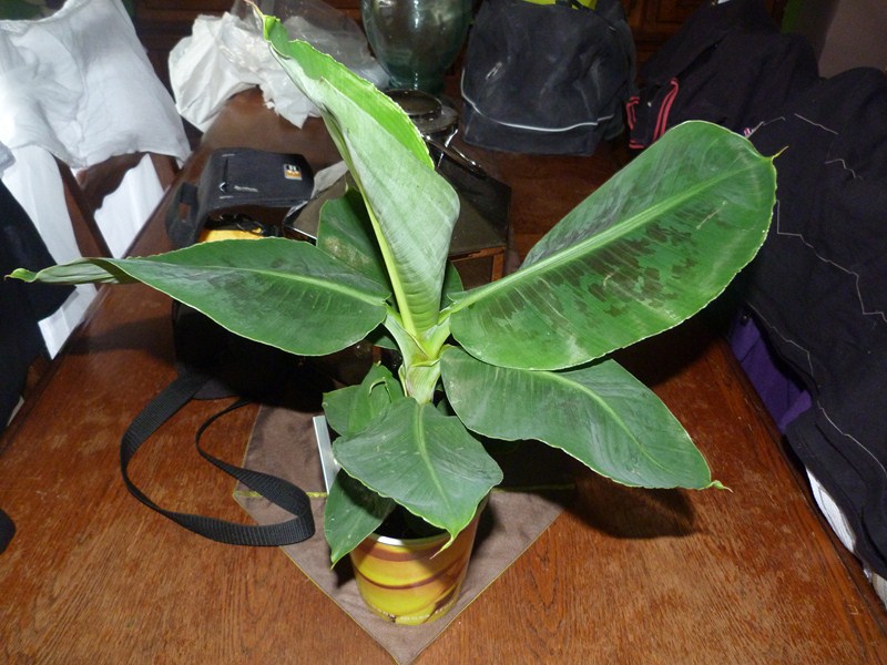 P1090606 (Copier).JPG