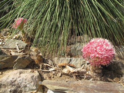 Boophone, 2 fleurs en 08.2012.jpg