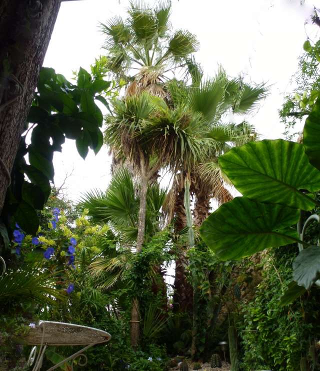 JARDIN 15 AOUT 2012 021_PhotoRedukto.jpg
