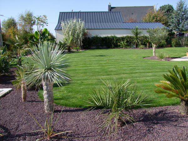butia eriospatha et yucca rostrata