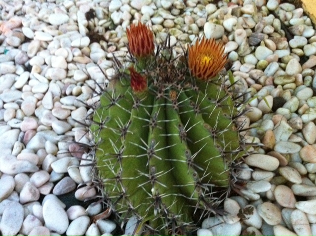 photo (11).JPG