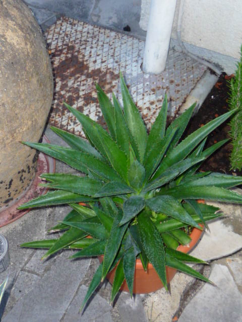 P1000560.JPG
