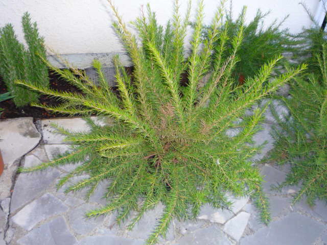 P1000561.JPG