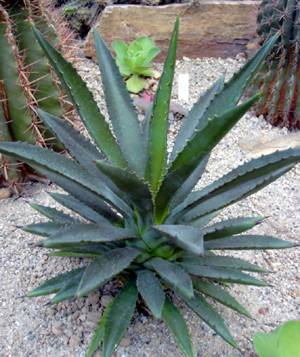 agave_decipiens.jpg