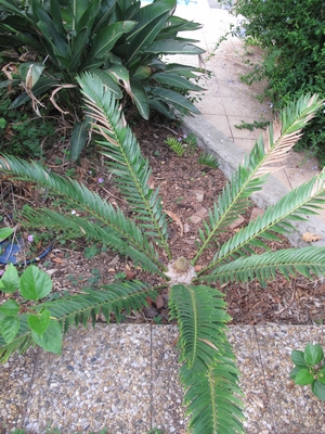 Encephalartos hybride, cône 2012, N°3.jpg