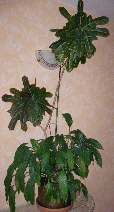 IMGP174mm3.JPG
