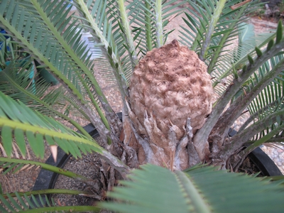 Dioon edule, cône en aout 2012, N°3.jpg