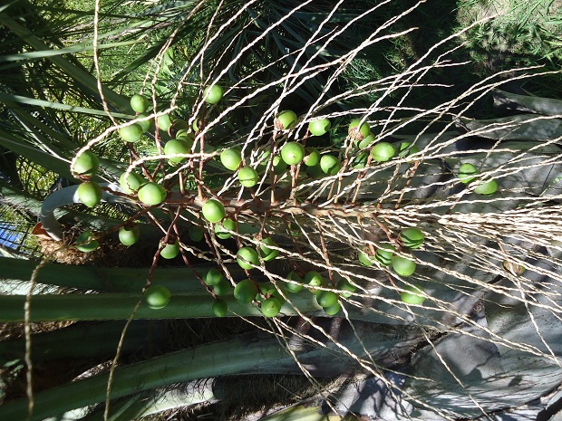 infructescence jubutiax syagrus.JPG