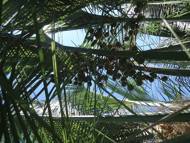 infructescence jubutia x b capitata.JPG