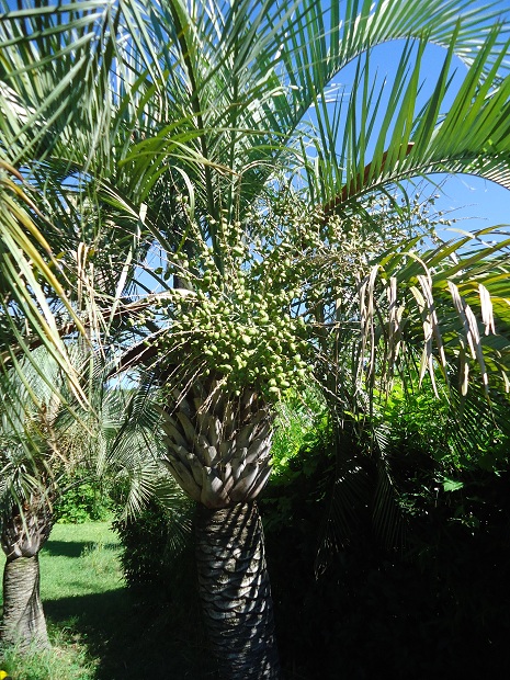 infructescence paraguayensis x syagrus.JPG